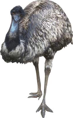 Emu