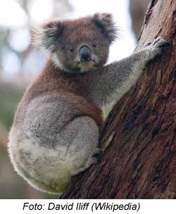 Koala